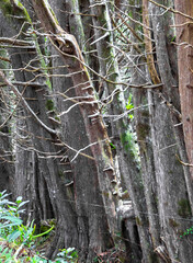 Forest hiking trail and tall gigantic plants trees Costa Rica.