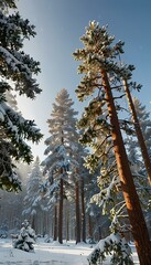 Fototapeta premium Snow-Covered Pine Trees in a Serene Winter Wonderland: Tranquil Landscape with Mist and Blue Sky