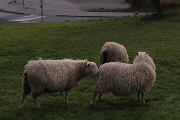 Obraz premium Norway Sheeps