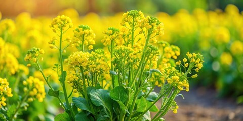 Obraz premium Close up of freshly harvested mustard plants in a garden , Mustard greens, plants, close up, fresh, harvested, garden