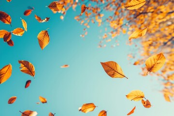 Autumn sunlight outdoors falling.
