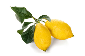 Freshly harvested ripe lemons with leaves isolated