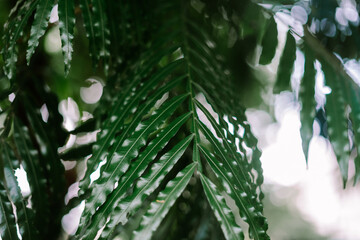 Close-up of green palm tree leaves, showcasing their long, arching fronds in natural light