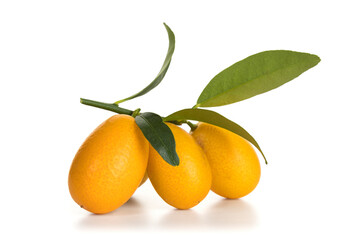 Kumquat fruits on a branch isolated
