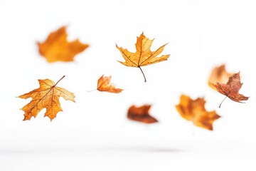 Obraz premium Autumn leaves leaf background white.