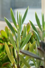 Obraz premium Leaves of different succulents on a blurry background 