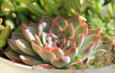 Leaves of different succulents on a blurry background
