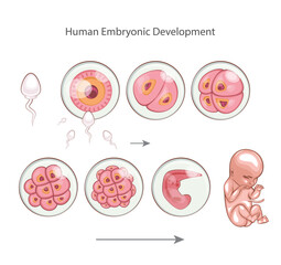 Human embryonic development. Embryo development stages. Fertilization, childbirth. Zygote, Morula, Blastocyst, Embryo. Medical Education Illustration
