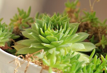 Leaves of different succulents on a blurry background
