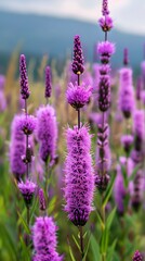 Obraz premium The purple flower Liatris spicata or dense blazing star in the garden generated with AI
