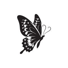 butterfly on white background