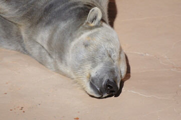 Naklejka premium 昼寝しているシロクマ（ホッキョクグマ）