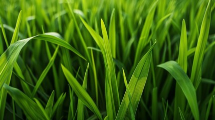 Fototapeta premium Close-up of lush green grass blades in a field.