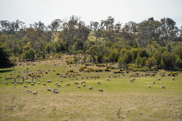 Merino sheep, grazing and eating grass in New zealand and Australia in summer