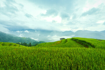 Lush green rice field terraces with wooden hut and foggy covered in the morning on countryside