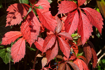 Wilder Wein, Selbstkletternde Jungfernrebe im Herbst