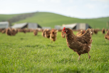 free range chicken farm in australia, pasture raised eggs on a regenerative sustainable...