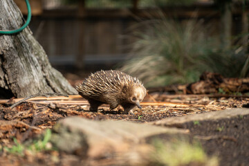 Beautiful echidna in the Australian bush, in the tasmanian outback. Australian wildlife in a national park in Australia in spring