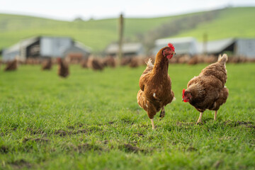 free range chicken farm in australia, pasture raised eggs on a regenerative sustainable agricultural farming on green grass in a field