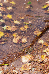 A small puddle of water has various leaves gently floating on top of it
