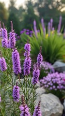 Fototapeta premium Prairie gayfeathers and purple coneflowers AI generated Photo