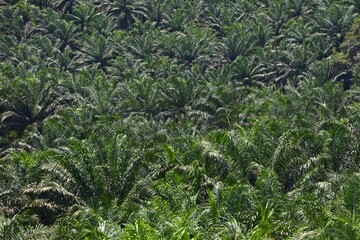 Oil palm background from Sabah, Malaysia