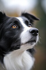 A focused black and white dog gazes intensely, highlighting loyalty and companionship in an artistic portrait.