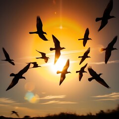 birds in sunset