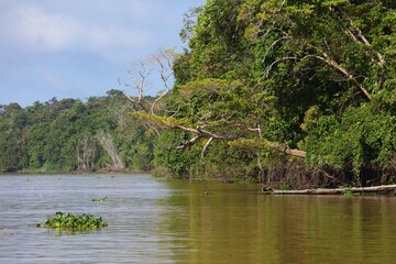 Kinabatangan River nature reserve in Borneo, Malaysia