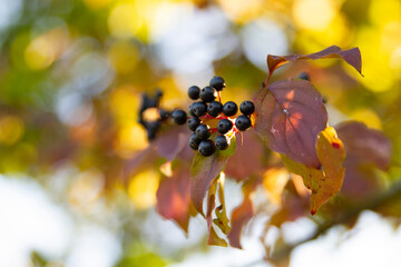 Closeup Black Berries in Sunlight on a Late Autumn Day