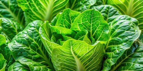 Fototapeta premium Vibrant and crisp Cos lettuce leaves with intricate veining , healthy, fresh, green, salad, vegetable, romaine, nutritious