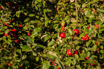 Red Apples on a Tree in an Orchard