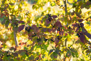 Black Berries in Sunlight on a Late Autumn Day