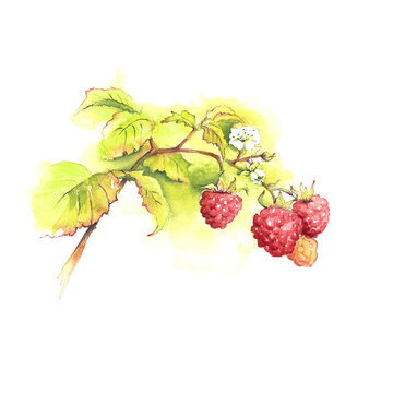 Aquarell Himbeeren am Zweig mit Bl&uuml;ten und Bl&auml;tter