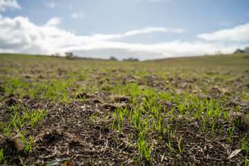 wheat and oat grain food crop growing in a field on a sustainable agricultural farm