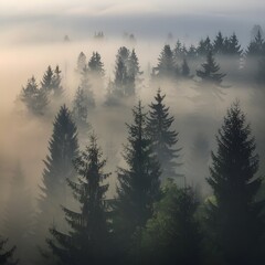 Winter Sunrise in a fogy days landscape design.