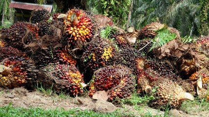 close up of oil palm fruit. ripe. pile of oil palm fruit