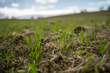 wheat and oat grain food crop growing in a field on a sustainable agricultural farm