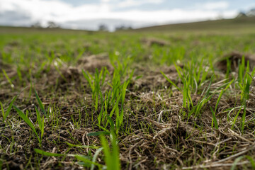 wheat and oat grain food crop growing in a field on a sustainable agricultural farm