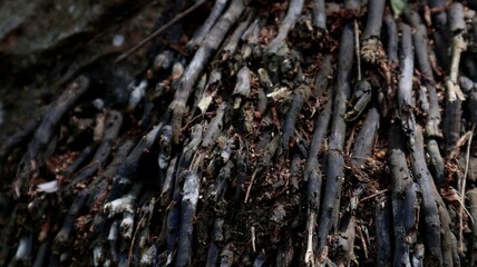 close up of oil palm tree roots