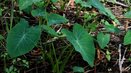 taro trees that grow wild in plantations