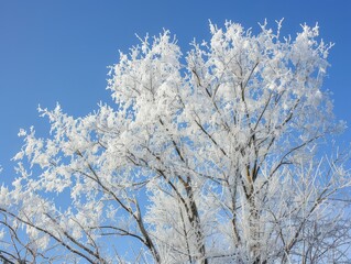 A tree, enveloped in frost, stands tall beneath a vibrant blue sky on a sunny winter day, radiating tranquility and beauty