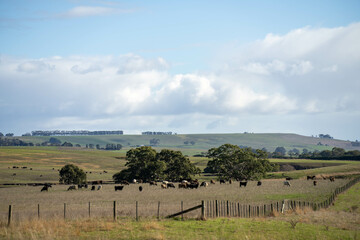 beautiful cattle in Australia  eating grass, grazing on pasture. Herd of cows free range beef being...