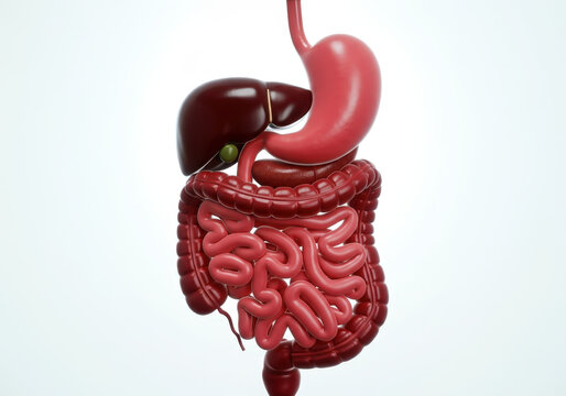 realistic Illustration of  the human digestive system, featuring the stomach, liver, and intestines