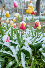 Tulips under the snow. The problem of climate change.