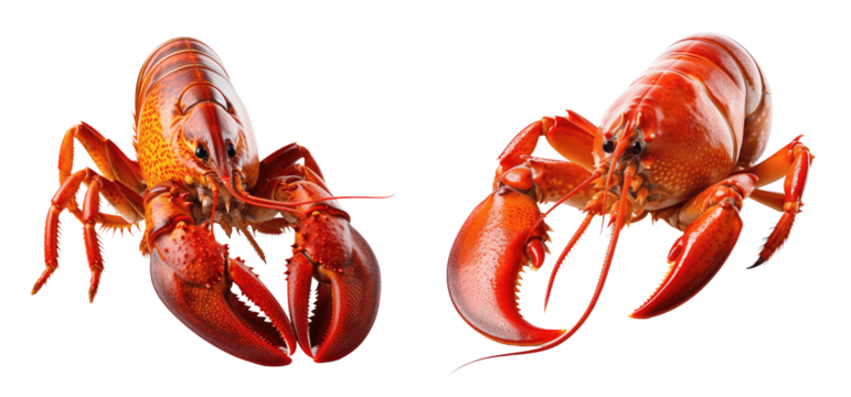 Lobsters are vibrant seafood delicacies, showcasing their striking colors and features