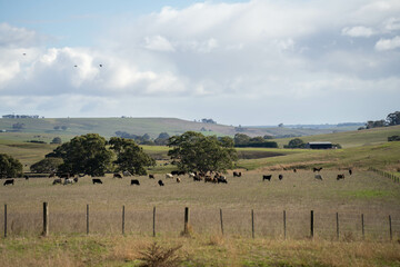 beautiful cattle in Australia  eating grass, grazing on pasture. Herd of cows free range beef being...