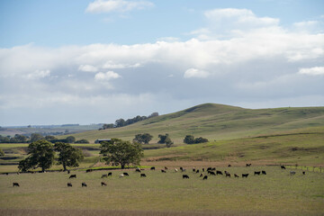 beautiful cattle in Australia  eating grass, grazing on pasture. Herd of cows free range beef being...