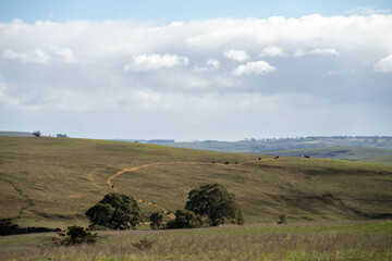 beautiful cattle in Australia  eating grass, grazing on pasture. Herd of cows free range beef being regenerative raised on an agricultural farm. Sustainable farming of food crops. Cow in field