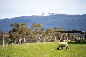 Obraz premium Merino sheep, grazing and eating grass in New zealand and Australia in summer